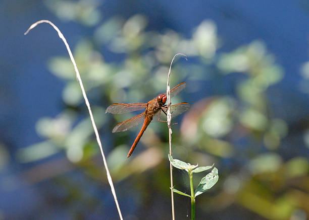 istock Dragonfly Pocosin Lakes Wildlife Refuge 176986343