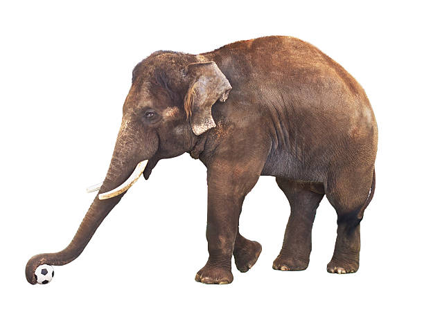 istock Elephant With Soccer Ball 176986374