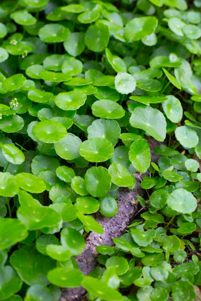 istock Centella asiatica (gotu kola). Fresh green leaves herb background. 1769864511