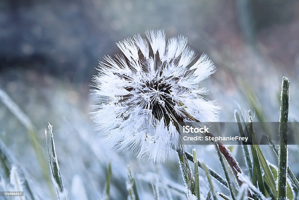 Frozen Dandelion A dandelion seed head with a coating of frost in the morning. Beauty In Nature Stock Photo