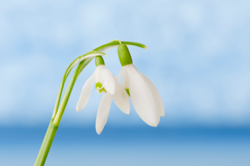 Snowdrops on blue background