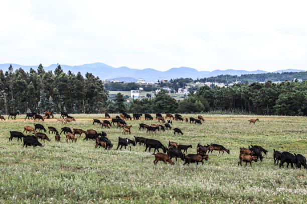 istock China Yunnan Xundian Beidaying grassland 1769867880