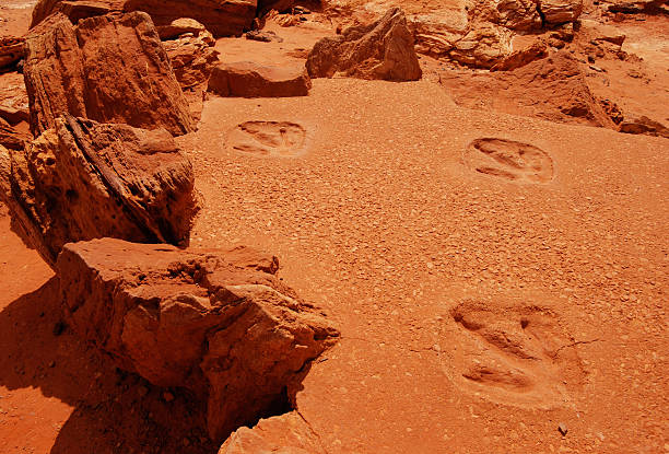 pegadas de dinossauro - broome - fotografias e filmes do acervo