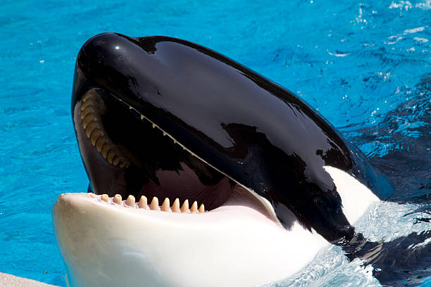 Killer whale (Orcinus orca) opens mouth and waits for fish Lieer whale (Orcinus orca) opens mouth and waits for fish animals in captivity stock pictures, royalty-free photos & images