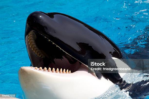 Killer Whale Opens Mouth And Waits For Fish Stock Photo - Download Image Now