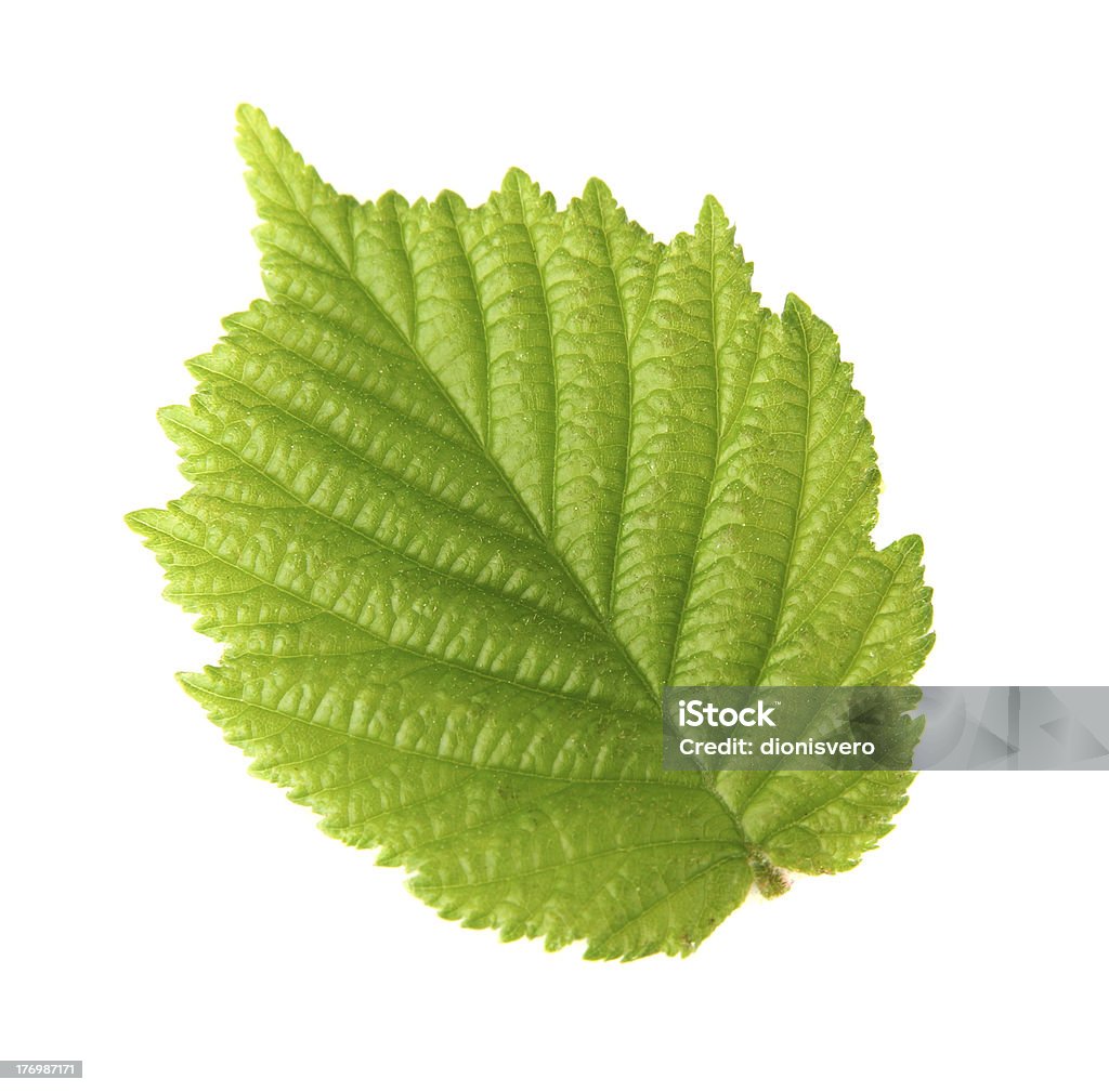 Leaf of hazelnut Leaf of hazelnut in closeup Leaf Stock Photo