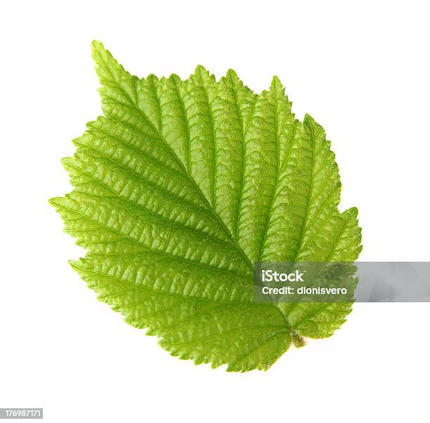 Leaf Of Hazelnut Stock Photo - Download Image Now - Leaf, Hazelnut, Hazel Tree