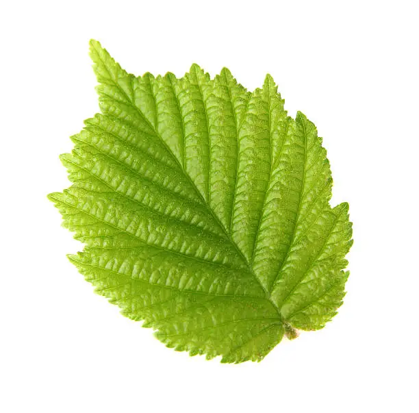 Leaf of hazelnut in closeup