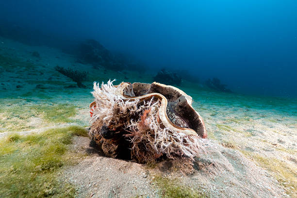 istock Giant clam (tridacna maxima) in the Red Sea. 176987312