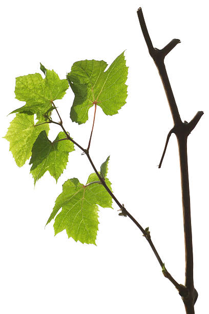 istock Grape branch with green leaves isolated on white 176987343