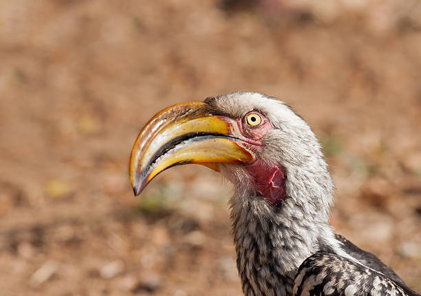 Southern yellow bill hornbill closeup stock photo