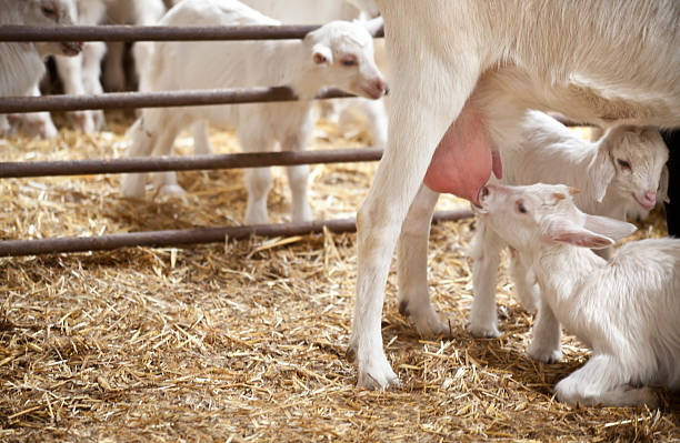 cabra - animals feeding animal child kid goat imagens e fotografias de stock