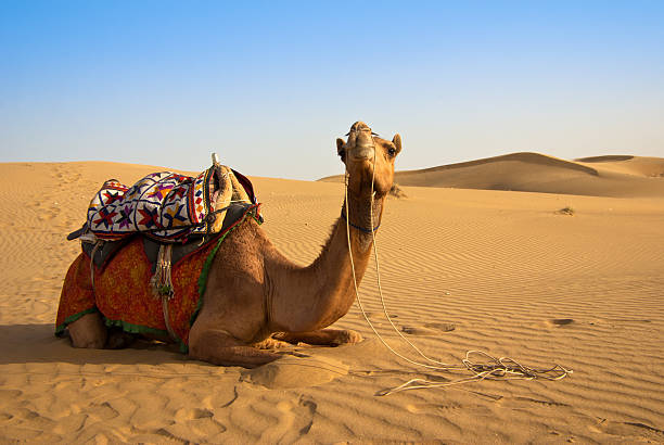 istock camel on the Thar desert in India 176987742
