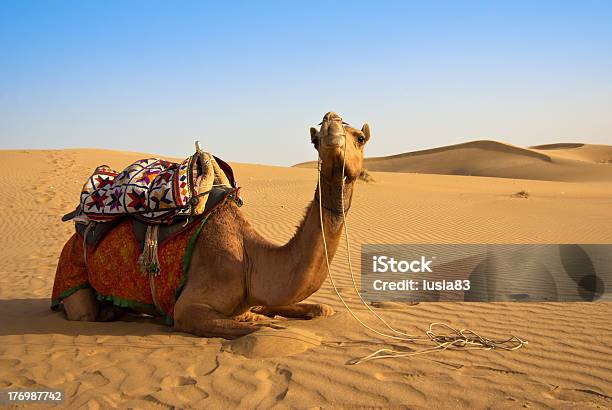 Camel On The Thar Desert In India Stock Photo - Download Image Now - Animal, Camel, Convoy