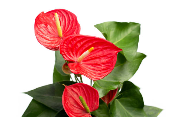 istock Flamingo flower or pigtail anthurium 1769883430