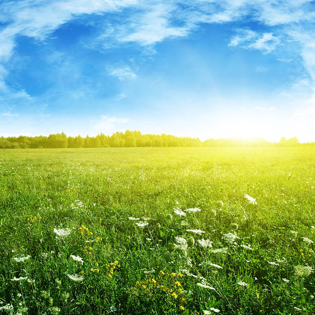 istock Summer field and sunlight in blue sky. 176988546