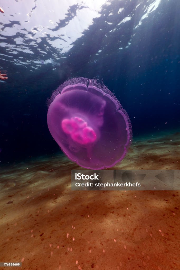 Medusa común en el Mar Rojo. - Foto de stock de Agua libre de derechos