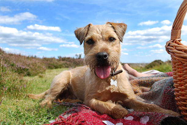 Patterdale / Border Terrier cross A Patterdale / Border Terrier  cross laid down on a picnic blanket with a picnic basket on the edge of the frame border terrier stock pictures, royalty-free photos & images