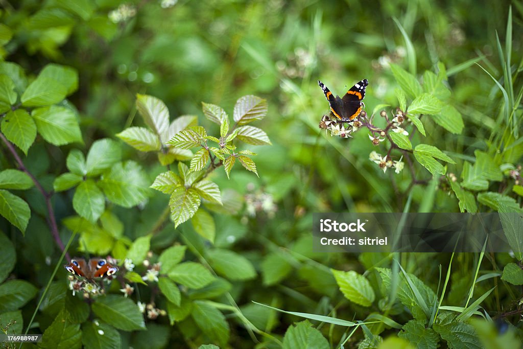 Macrophotography z butterfly - Zbiór zdjęć royalty-free (Bez ludzi)