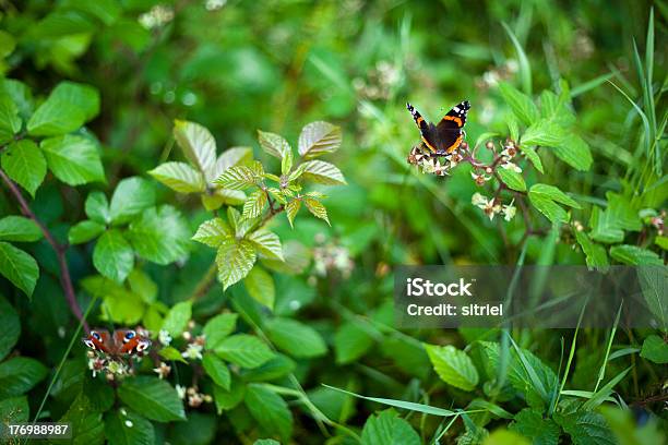 Macrophotography Z Butterfly - zdjęcia stockowe i więcej obrazów Bez ludzi - Bez ludzi, Fotografika, Horyzontalny