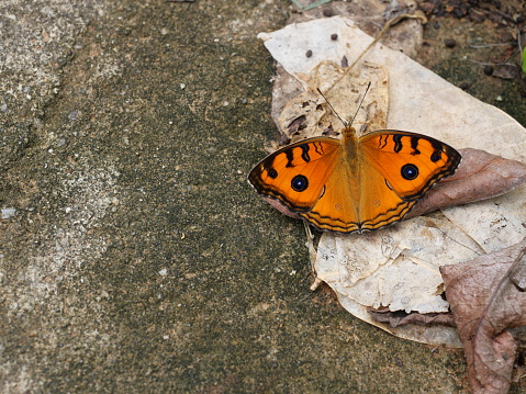 The Peacock Pansy ( Junonia almana ) butterfly spreading wings on gray and brown stone ground, Pattern similar to the eyes on the wing of orange color insect