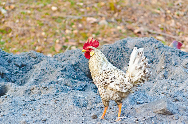 Indian rooster stock photo