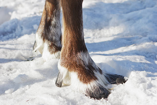 Feet of reindeer Two feet of deer on snow in sunlight hoof stock pictures, royalty-free photos & images