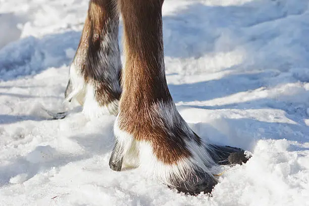 Photo of Feet of reindeer