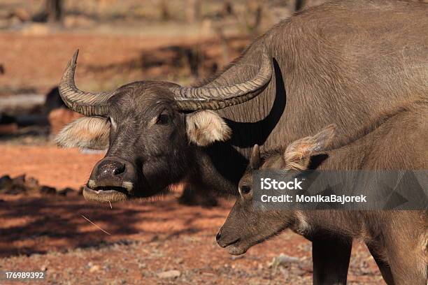 Foto de Buffalo e mais fotos de stock de Austrália - Austrália, Búfalo-da-índia, Animal