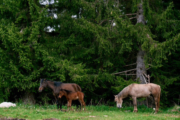 cavalli con un puledro pascolano vicino agli abeti rossi sul prato - livestock horse bay animal foto e immagini stock