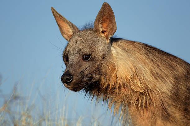 istock Brown hyena portrait 176989480