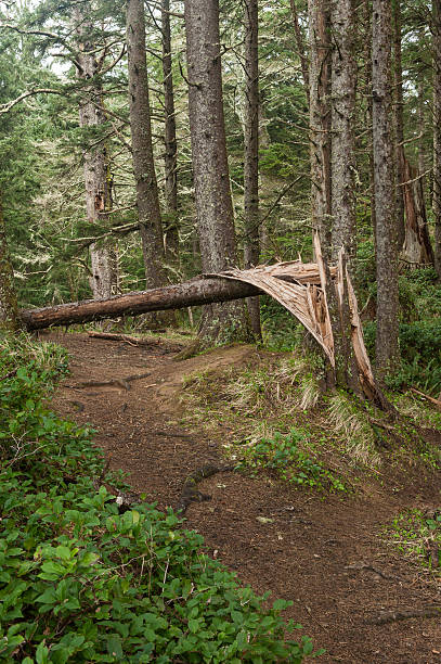 forest trail with wind downed tree stock photo