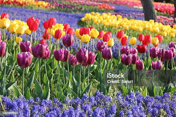 Campo De Flores De Tulipa Coloridos - Fotografias de stock e mais imagens de Amarelo - Amarelo, Canteiro de flores, Colorido