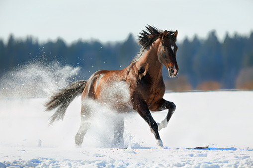 Bay horse running on a snowy field.