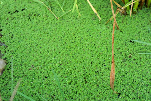 Lemna minor, the common duckweed or lesser duckweed, an aquatic freshwater plant for bioremediation to remove heavy metal