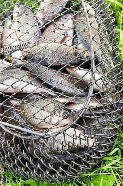 istock Fishing catch. Crucians lie in a corf 176990310