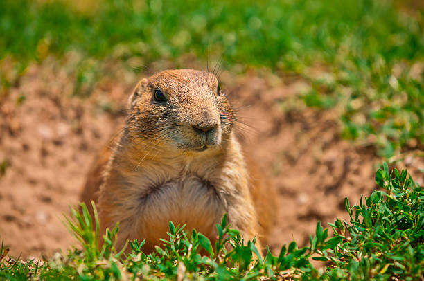 istock Prairie Dog At His Burrow 176990359