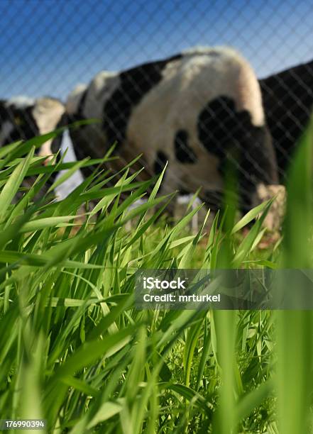 Vista Su Un Prato Mucche - Fotografie stock e altre immagini di Agricoltura - Agricoltura, Ambientazione esterna, Animale