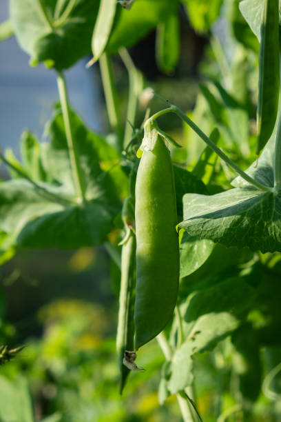 istock Growing peas outdoors and blurred background. Green pea pods 1769905657