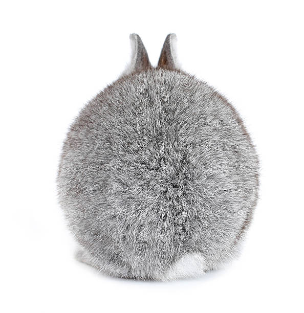 grigio conigli coniglietto baby fur ball vista da dietro - rabbit hairy gray animal foto e immagini stock
