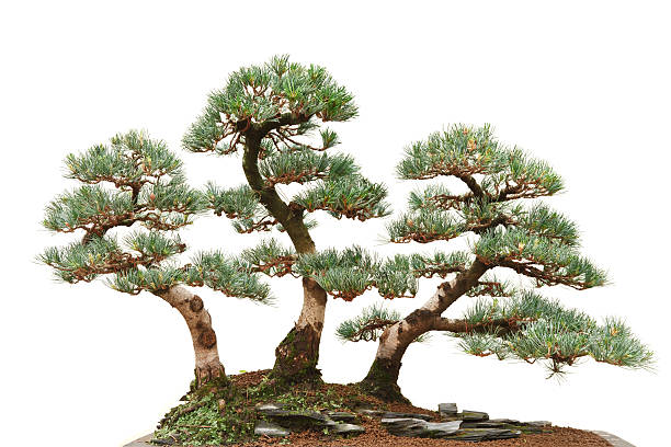 three pine bonsai trees stock photo