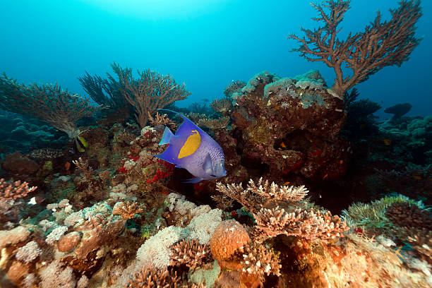 istock Yellowbar angelfish in the Red Sea. 176991042