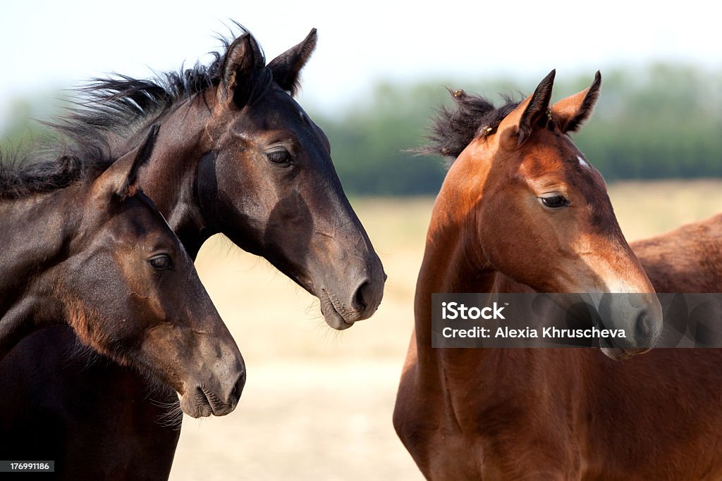 Foals on pasture Three foals on a pasture at summer time. Arabian Horse Stock Photo