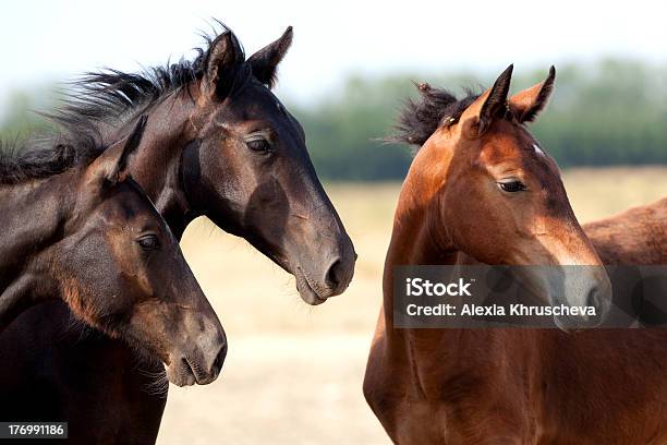 Foals On Pasture Stock Photo - Download Image Now - Arabian Horse, Close-up, Activity