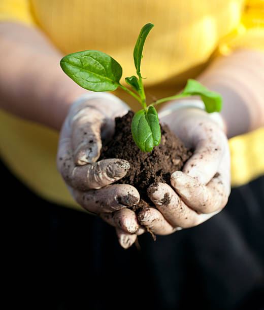 istock young plant in woman's hands 176991225