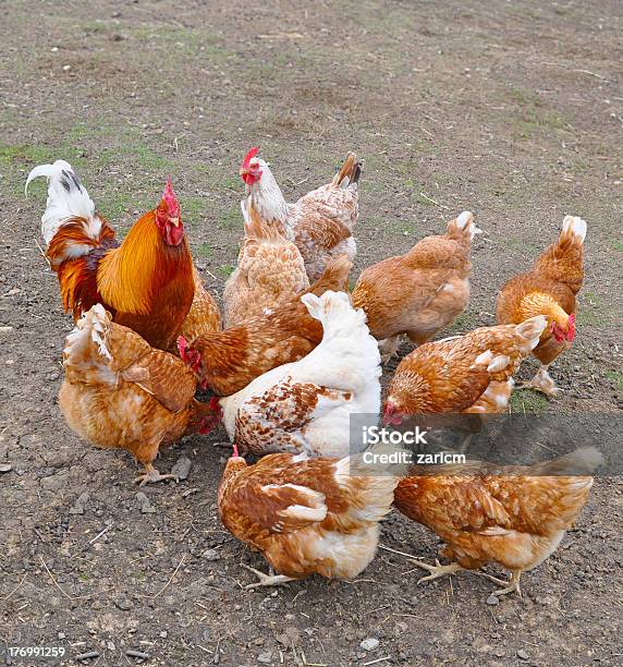 루스터 및 닭 가축에 대한 스톡 사진 및 기타 이미지 - 가축, 닭, 동물