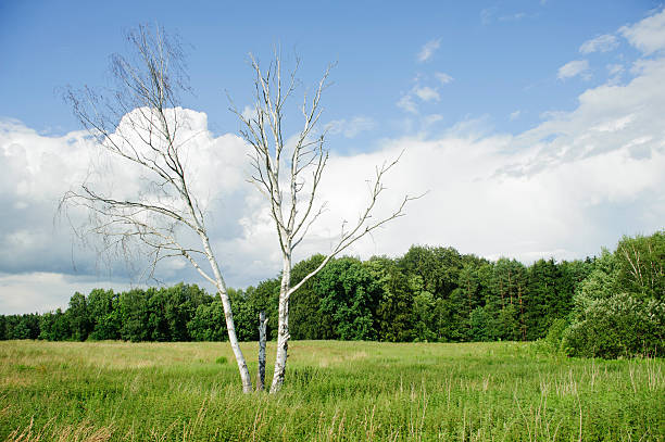istock Lonely tree against blue sky at summer 176991350