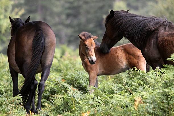 istock small group of horses standing in bracken 176991407