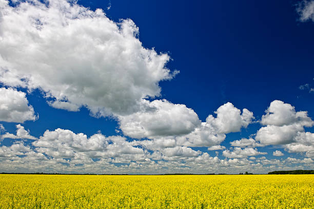 canola field - manitoba canada prairie canola foto e immagini stock