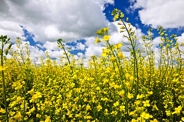 canola roślin w polu - manitoba canada prairie canola zdjęcia i obrazy z banku zdjęć